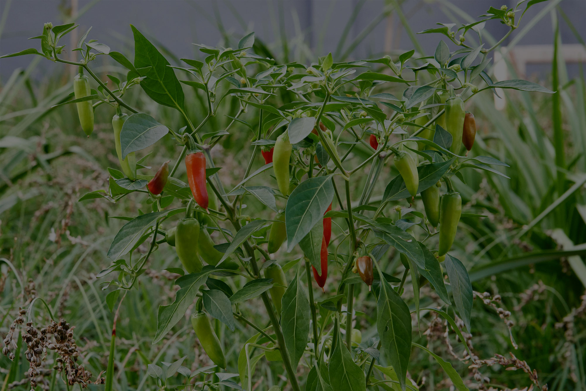 PERi-PERi, spice and all things ncah